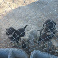 سلام سگ کانگال|سگ|صوفیان, |دیوار