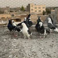 کبوتر یا کفتر|پرنده|ری, عباس‌آباد|دیوار