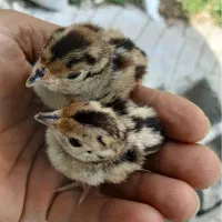 جوجه مرغ و خروس آمریکایی