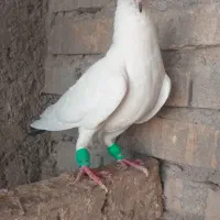 کبوتر نر|پرنده|اهواز, اسلام آباد شرقی|دیوار