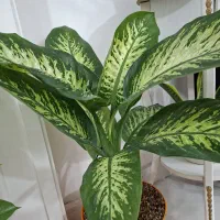 گل دیفن باخیا