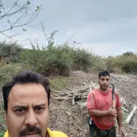 خریدرخت