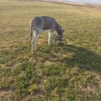 خر ماده جوان