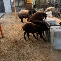 بره شیشک و بره قوچ|حیوانات مزرعه|ماهدشت, |دیوار