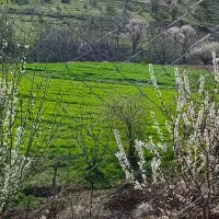 بذر یونجه ساقه بلند