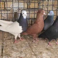 چهارتا کفتر پامیلی