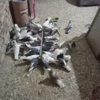 کبوتر پرشی|پرنده|رباطکریم, رباطکریم|دیوار