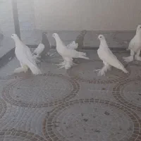 کفتر پاپر