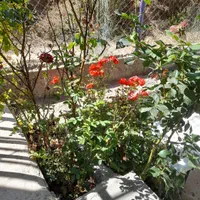 باغ