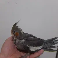 جوجه عروس هلندی|پرنده|تهران, شهرک رضویه|دیوار