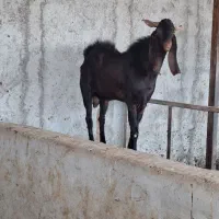 ۱بز نر