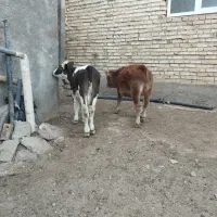 دو راس گاو یا گوساله نر سیمینتال