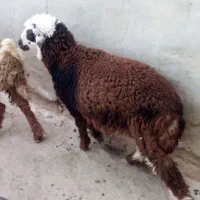 بره ماده|حیوانات مزرعه|هندیجان, |دیوار