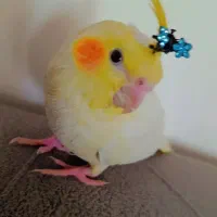 عروس هلندی زعفرانی