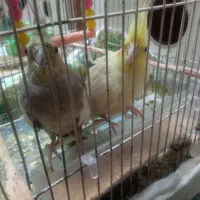 عروس هلندی جفت