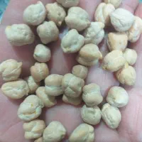 نخود کشت بهاره . بهترین کیفیت زود پز