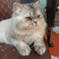 گربه نژاد هیمالین معاوضه
