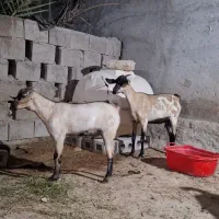 بز سومال با بچه نر وکهره داشتی|حیوانات مزرعه|قشم, |دیوار