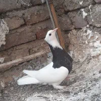 فروش چن عدد طوقی|پرنده|جیرفت, |دیوار