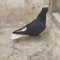 کلاغ دم سفید ماده