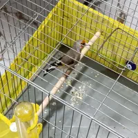 سهره سقا نر|پرنده|کرمان, |دیوار