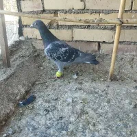 کفتر پرشی  گرفتنی