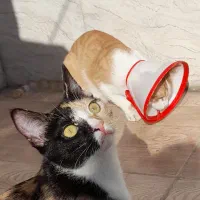 واگذاری گربه|گربه|رشت, خرسندی|دیوار