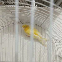 ابادان|پرنده|آبادان, |دیوار