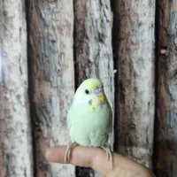 مرغ عشق نر|پرنده|شاهین‌شهر, خانه کارگر|دیوار