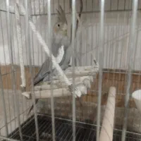 پرنده
