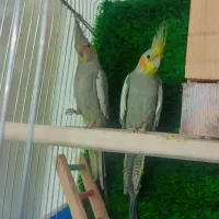 یک جفت عروس هلندی