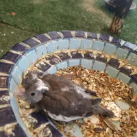 جوجه عروس هلندی سرلاکی