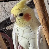 عروسی هلندی
