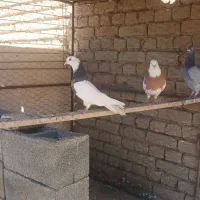 کفتر|پرنده|ملایر, |دیوار