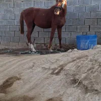 فروش مادیون همراه کره نر یک سال و نیم|اسب و تجهیزات اسبسواری|بهبهان, |دیوار
