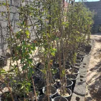 نهال فروشی|گل و گیاه طبیعی|خسروشاه, |دیوار