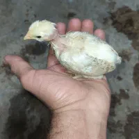 جوجه محلی گردن لخت و محلی|حیوانات مزرعه|رضوانشهر, |دیوار