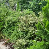 ویلادوبلکس/ویوجنگل/کد۴۲۲۳/حبوباتی|اجارهٔ خانه و ویلا|رویان, |دیوار