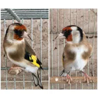 سهره نر و سهره ماده|پرنده|شیراز, شهرک گلستان|دیوار