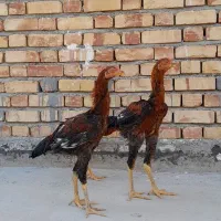 جوجه لاری