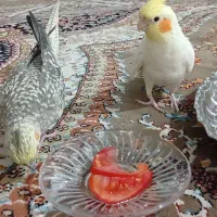 طوطی عروس جفت نرسخنگو