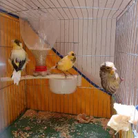 قناری ماده