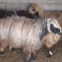 شیشک قوچ کر سوز