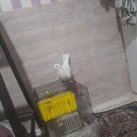 ۲۹۰۰۰