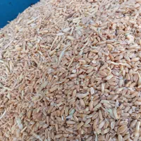 گندم علوفه ای درجه یک|خدمات باغبانی و درختکاری|شادگان, |دیوار