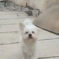 سگ گمشده