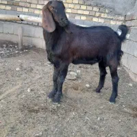 بزغاله نر صلاصه|حیوانات مزرعه|بیستون, |دیوار