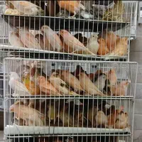 قناری نر وماده پای جفت نرفته