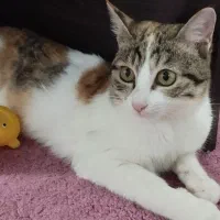 گربه خانگی دستی