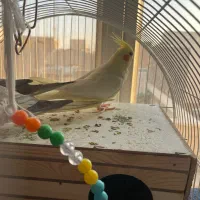 یه جفت عروس هلندی مولد|پرنده|تهران, جیحون|دیوار